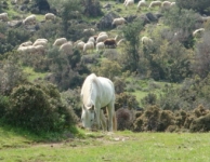 Dumanlıdağ