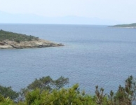Ayani