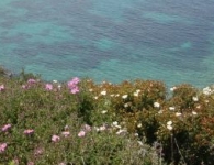 Foça