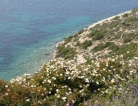 Foça