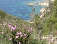 Foça