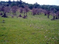 Gaziemir