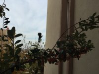 IMG_0862
