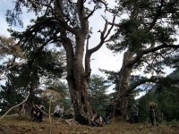 Kaz Dağı