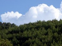 Nif