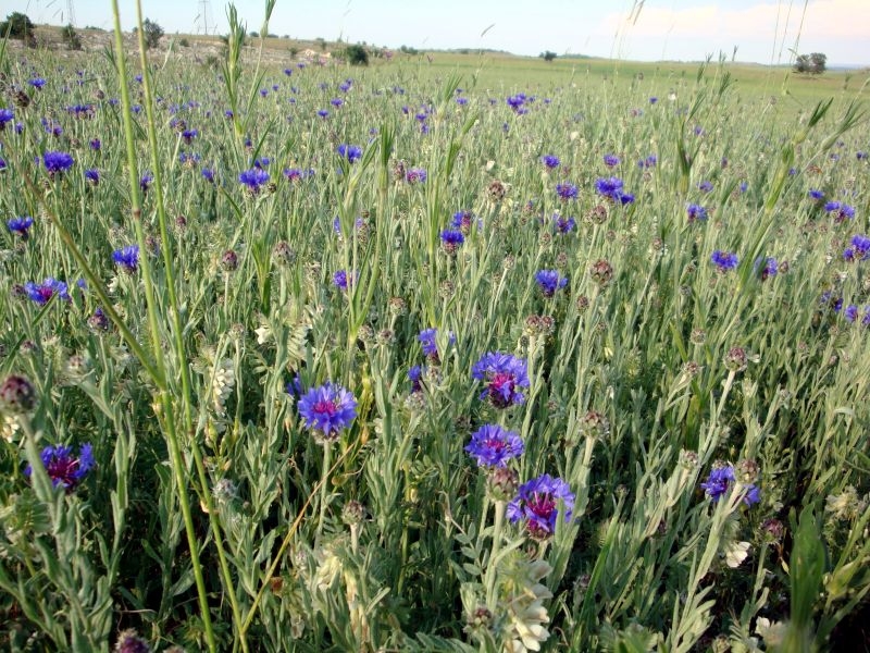 Kastamonu