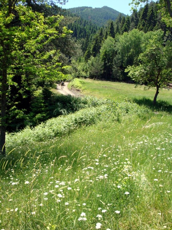 Kastamonu