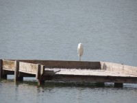 IMG_0018