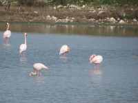 IMG_0079