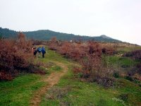 Kamberler