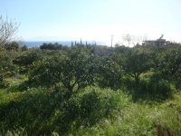 DSC08105