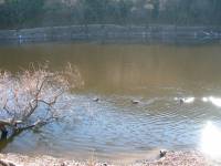 29-2006_1224borkaragol0089