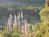 37-2006_1224borkaragol0106