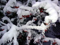 DSC05496