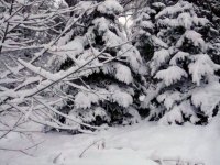 DSC05517