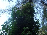 DSC00236