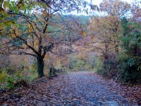 DSC00247