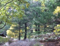 Kaz Dağı