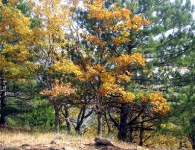 Kaz Dağı