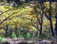 Kaz Dağı