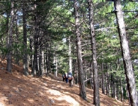 Kaz Dağı