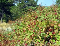 Kaz Dağı