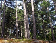 Kaz Dağı