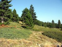 Kaz Dağı