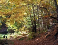 Kaz Dağı