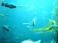 224304MONTEREYBAYAQUARIUM
