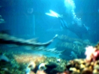 224306MONTEREYBAYAQUARIUM