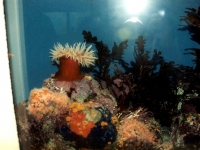 224310MONTEREYBAYAQUARIUM
