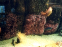 224312MONTEREYBAYAQUARIUM