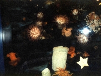 224313MONTEREYBAYAQUARIUM