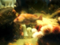 224324MONTEREYBAYAQUARIUM
