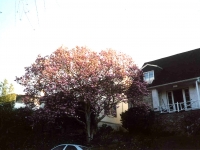 227422OAKLAND