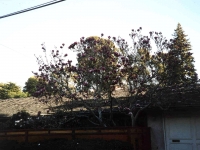 227424OAKLAND