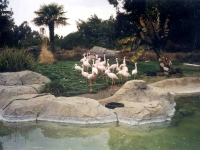 302449OAKLANDZOO