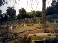 302450OAKLANDZOO