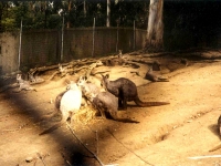 302451OAKLANDZOO