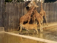302452OAKLANDZOO