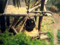 302453OAKLANDZOO