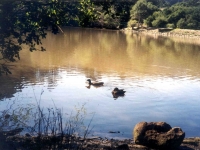 307467TILDENLAKEANZE