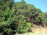 Bergama-Kozak Yaylası
