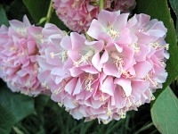 WCH-DT_052