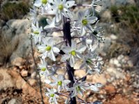 Çirişotu(Eremurus spectabilis)