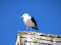 IMG_0278