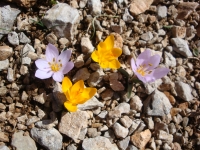 DSC00343