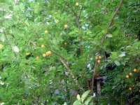 DSC04711