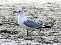 IMG_0431